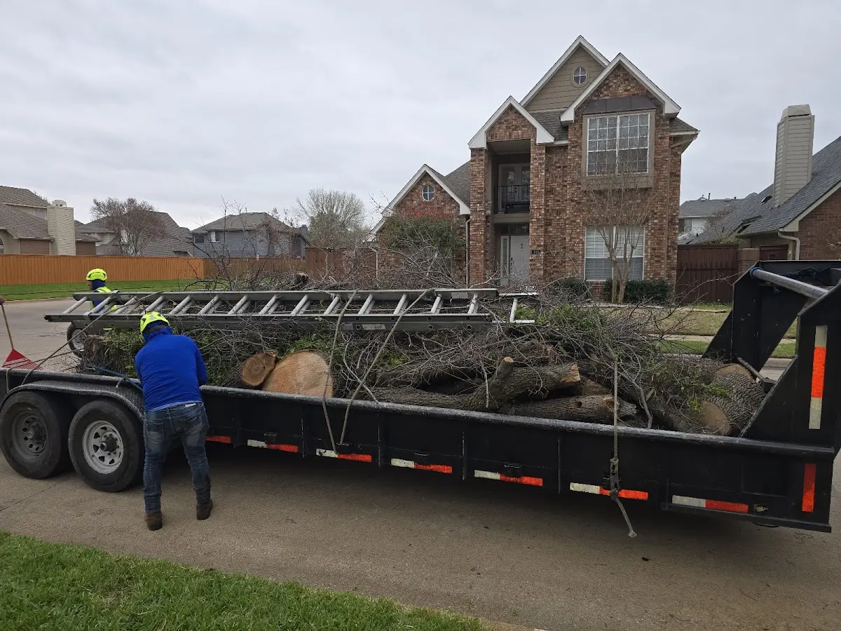 Expert Tree Pest Control with proper safety equipment in Ozona